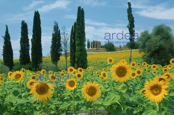 : Sunflower, Helianthus annuus : Sunflower, Helianthus annuus