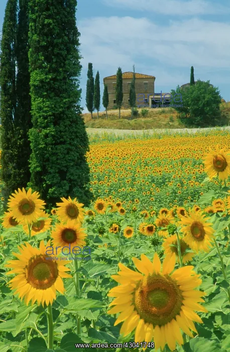 : Sunflower, Helianthus annuus : Sunflower, Helianthus annuus