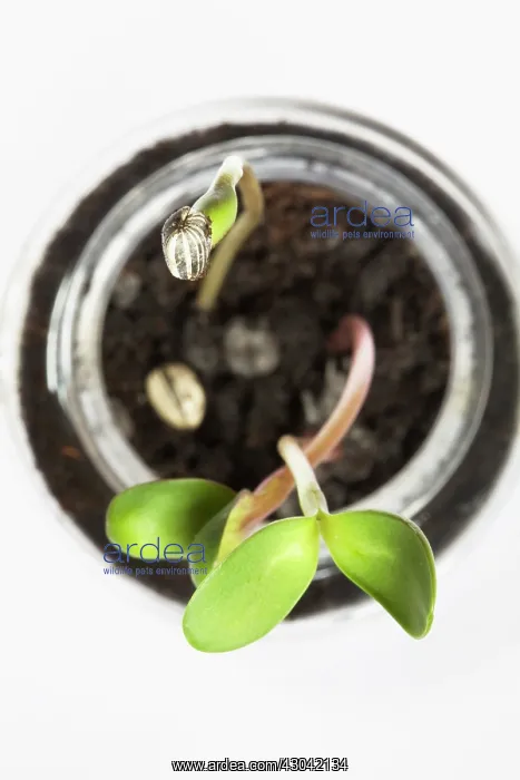 : Sunflower, Helianthus Sunshine Giant : Sunflower, Helianthus Sunshine Giant