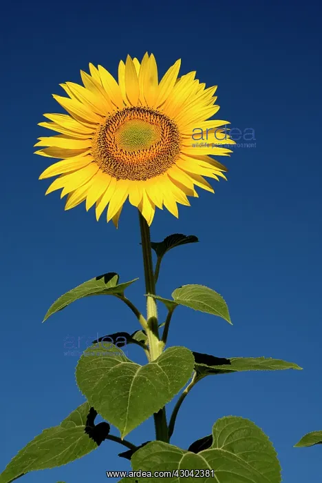 : Sunflower. France, Provence Cote d'Azur, Yellow sunflower against clear : Sunflower. France, Provence Cote d'Azur, Yellow sunflower against clear