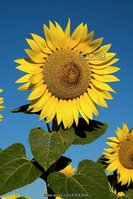 : Sunflower. France, Provence Cote d'Azur, Yellow sunflowers against clear : Sunflower. France, Provence Cote d'Azur, Yellow sunflowers against clear