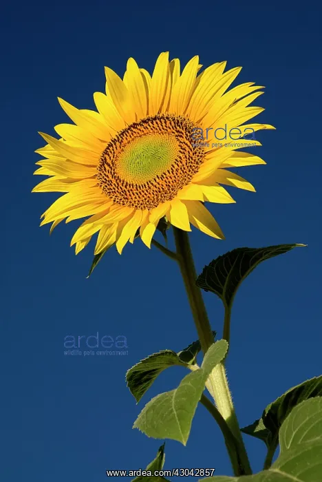 : Sunflower. France, Provence Cote d'Azur, Yellow sunflower against clear : Sunflower. France, Provence Cote d'Azur, Yellow sunflower against clear