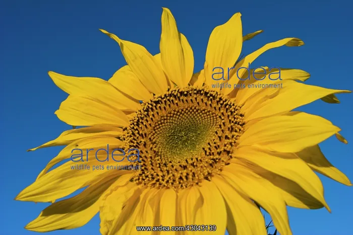 : Sunflower, Helianthus annuus : Sunflower, Helianthus annuus