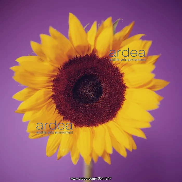 : Sunflower, Helianthus annuus : Sunflower, Helianthus annuus