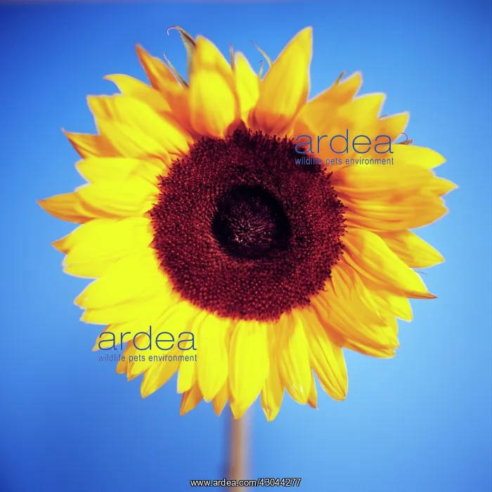 : Sunflower, Helianthus annuus : Sunflower, Helianthus annuus