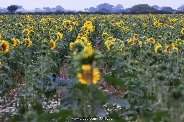 : Sunflower, Helianthus annuus : Sunflower, Helianthus annuus