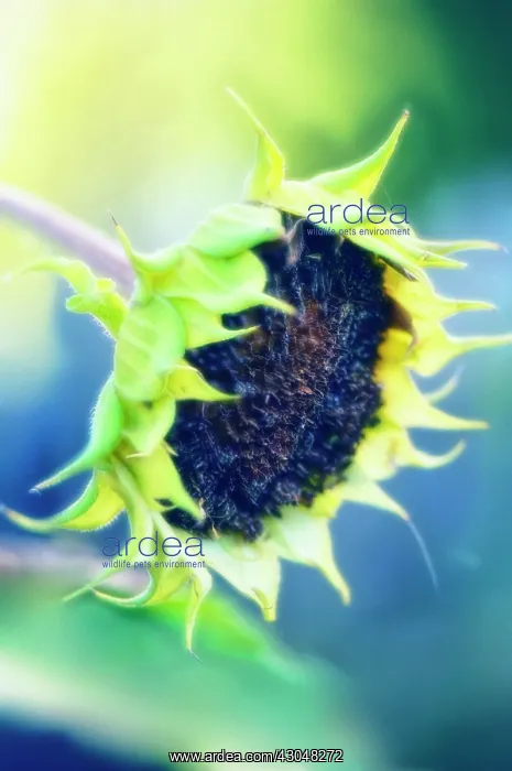 : Sunflower, Helianthus annuus : Sunflower, Helianthus annuus