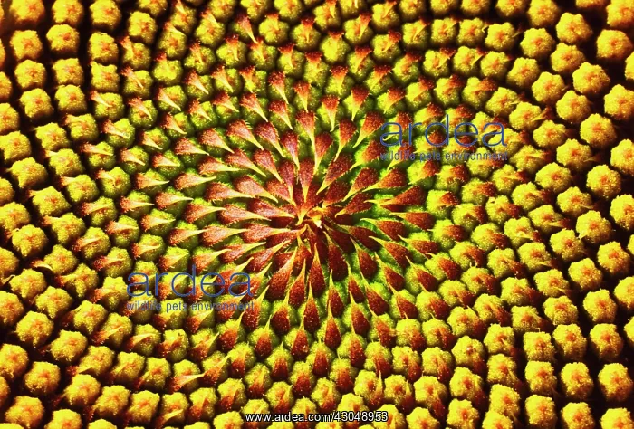 : Sunflower, Helianthus : Sunflower, Helianthus
