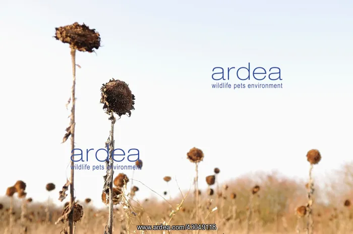 : Sunflower, Helianthus annuus : Sunflower, Helianthus annuus