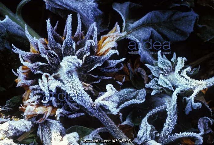 : Sunflower, Helianthus : Sunflower, Helianthus