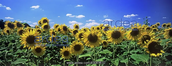 : Sunflower, Helianthus : Sunflower, Helianthus