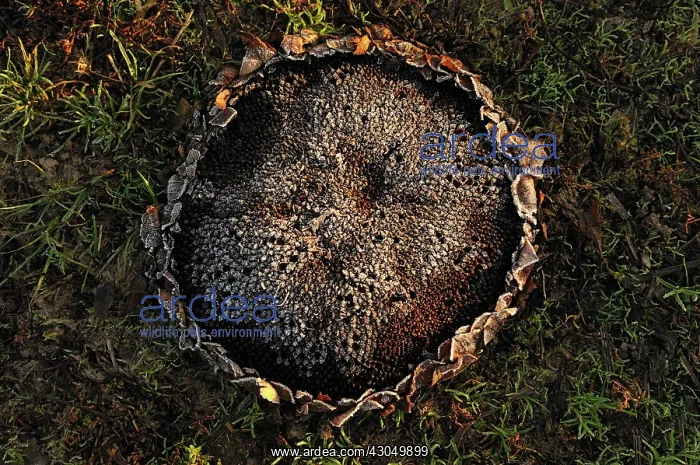: Sunflower seed head, Helianthus annuus : Sunflower seed head, Helianthus annuus