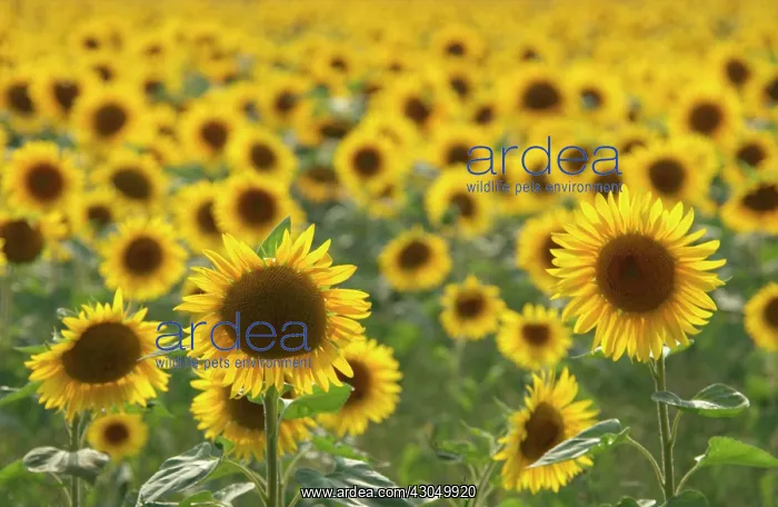 : Sunflower, Helianthus : Sunflower, Helianthus