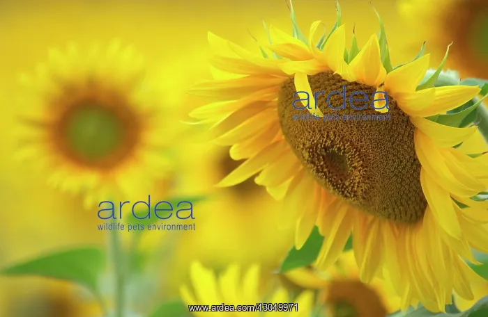 : Sunflower, Helianthus : Sunflower, Helianthus