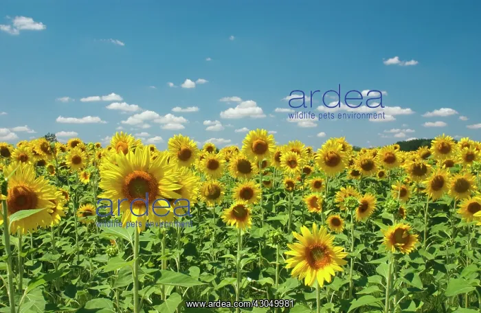 : Sunflower, Helianthus : Sunflower, Helianthus