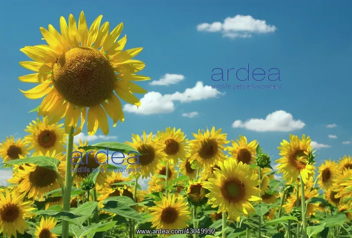  : Sunflower, Helianthus