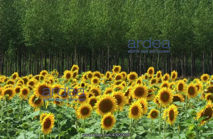 : Sunflower, Helianthus : Sunflower, Helianthus