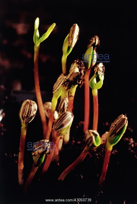 : Sunflower, Helianthus annuus : Sunflower, Helianthus annuus