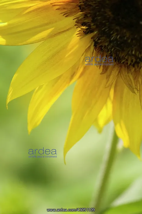 : Sunflower, Helianthus annuus : Sunflower, Helianthus annuus