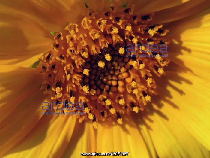 : Sunflower, Helianthus annuus : Sunflower, Helianthus annuus