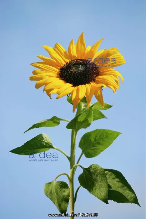 : Sunflower, Helianthus : Sunflower, Helianthus