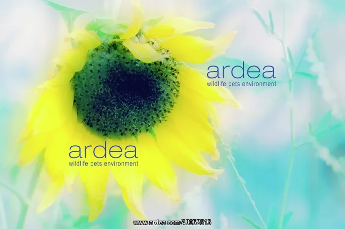 : Sunflower, Helianthus annuus : Sunflower, Helianthus annuus
