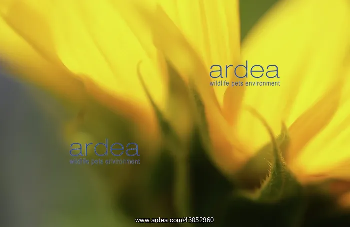 : Sunflower, Helianthus annuus : Sunflower, Helianthus annuus