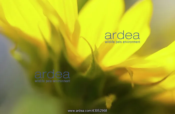 : Sunflower, Helianthus annuus : Sunflower, Helianthus annuus