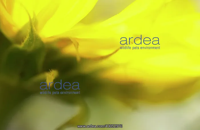 : Sunflower, Helianthus annuus : Sunflower, Helianthus annuus