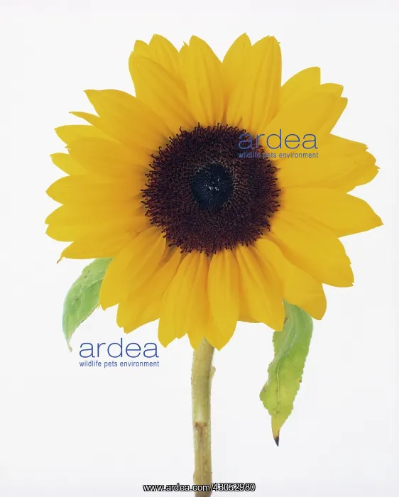 : Sunflower, Helianthus annuus : Sunflower, Helianthus annuus