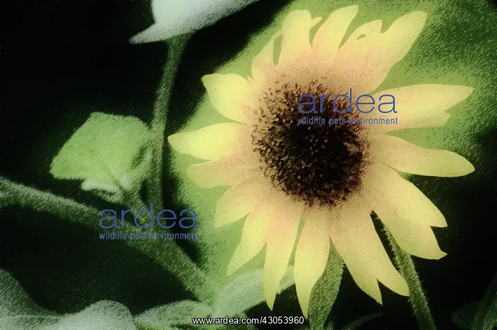 : Sunflower, Helianthus annuus : Sunflower, Helianthus annuus