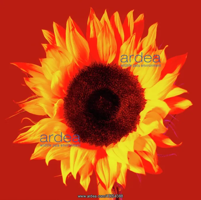 : Sunflower, Helianthus annuus : Sunflower, Helianthus annuus