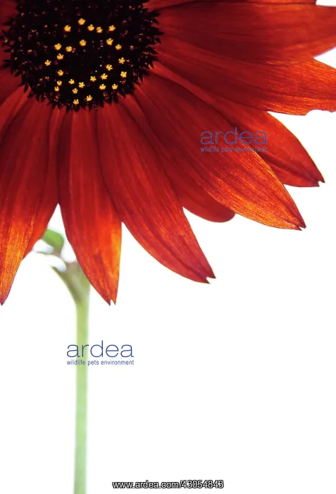  : Sunflower, Helianthus annuus Velvet Queen