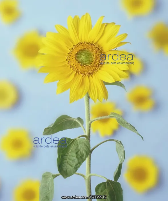 : Sunflower, Helianthus : Sunflower, Helianthus