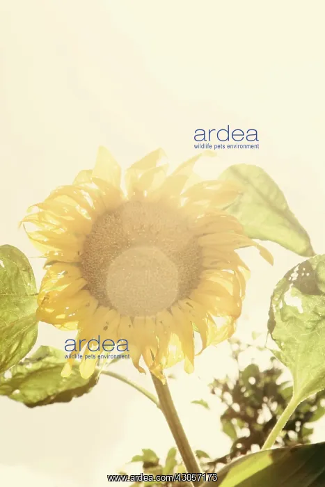 : Sunflower, Helianthus annuus : Sunflower, Helianthus annuus
