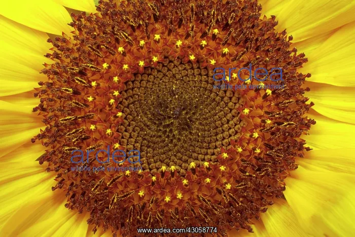 : Sunflower, Helianthus annuus Russian Giant : Sunflower, Helianthus annuus Russian Giant