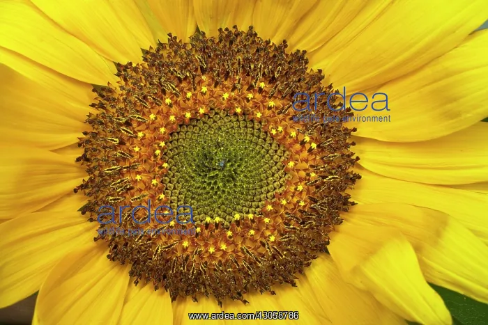 : Sunflower, Helianthus annuus Russian Giant : Sunflower, Helianthus annuus Russian Giant