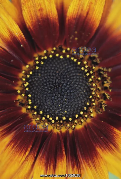 : Sunflower, Helianthus : Sunflower, Helianthus