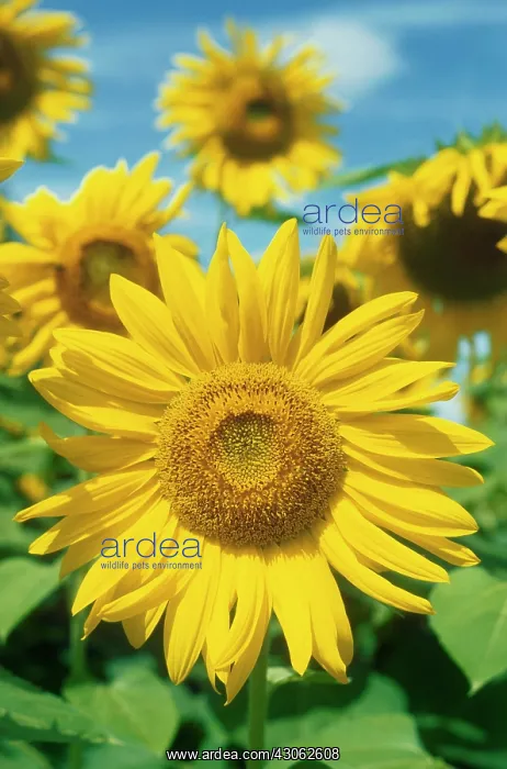 : Sunflower, Helianthus annuus : Sunflower, Helianthus annuus