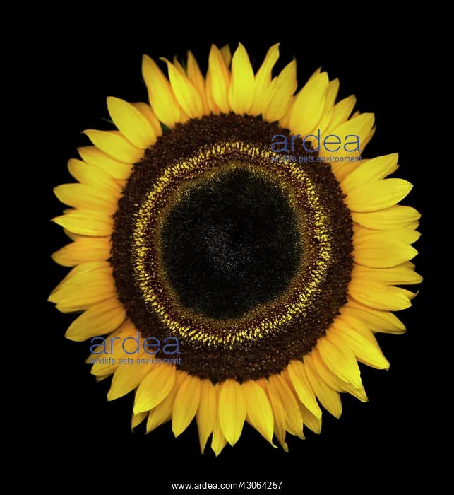 : Sunflower, Helianthus : Sunflower, Helianthus