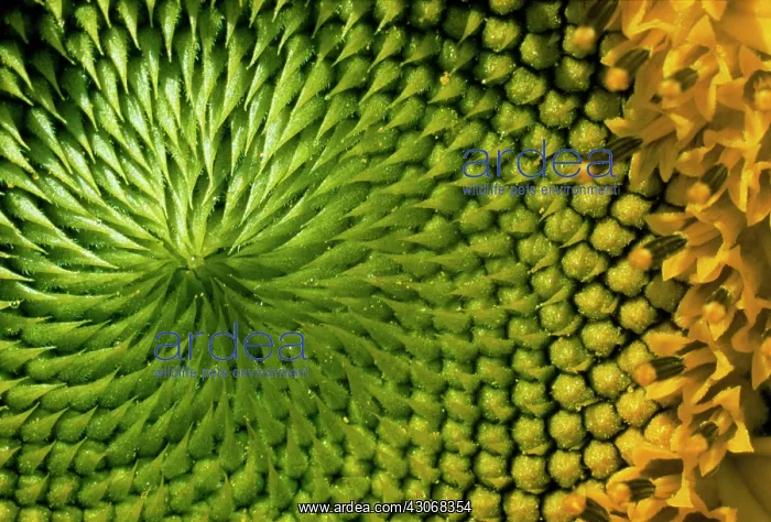 : Sunflower, Helianthus annuus : Sunflower, Helianthus annuus
