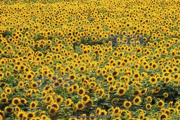 : Sunflower, Helianthus annuus : Sunflower, Helianthus annuus