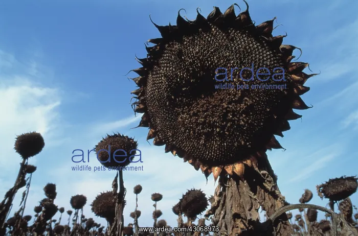 : Sunflower, Helianthus annuus : Sunflower, Helianthus annuus
