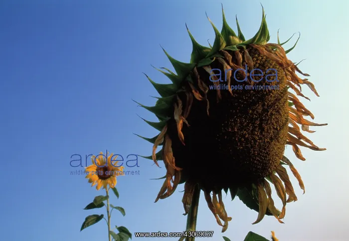 : Sunflower, Helianthus annuus : Sunflower, Helianthus annuus