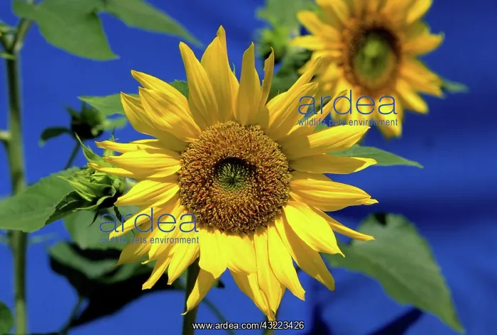 : Sunflower : Sunflower