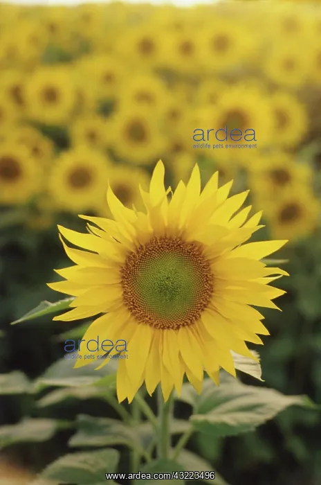: Sunflower in field, sunset light. Snohomish, Washington : Sunflower in field, sunset light. Snohomish, Washington