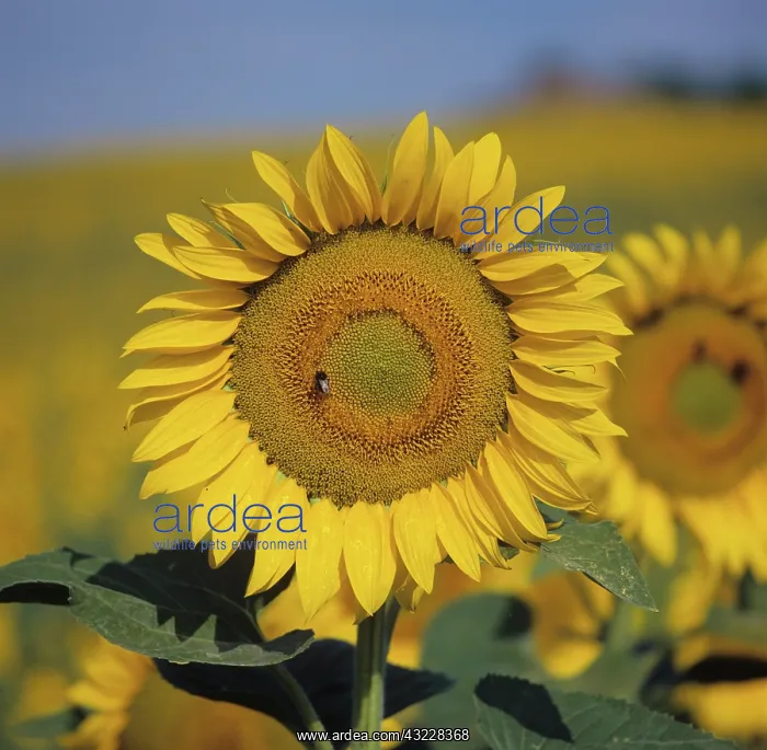 : Sunflower facing the morning sun in Tuscany, Italy : Sunflower facing the morning sun in Tuscany, Italy