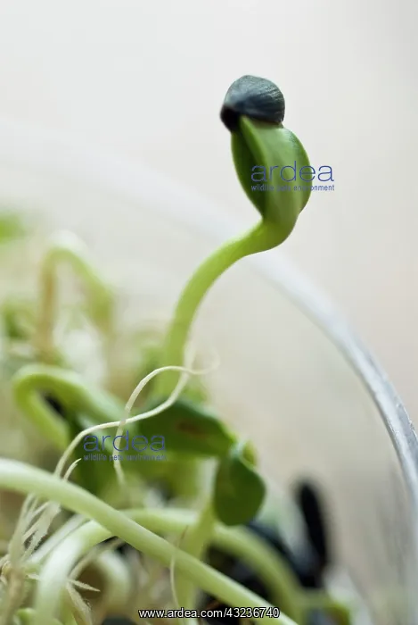 : Sunflower, Helianthus annuus : Sunflower, Helianthus annuus