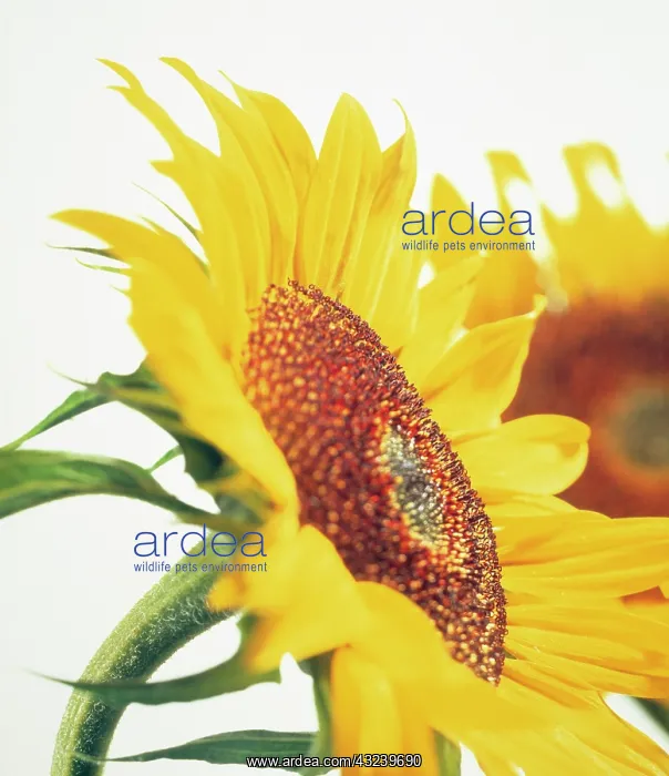 : Sunflower, Helianthus annuus : Sunflower, Helianthus annuus
