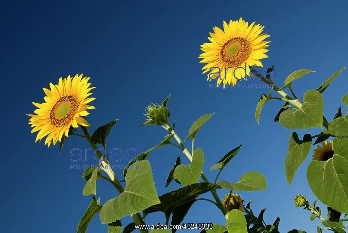 : Sunflower. France, Provence Cote d'Azur, Angled view of sunflowers against : Sunflower. France, Provence Cote d'Azur, Angled view of sunflowers against